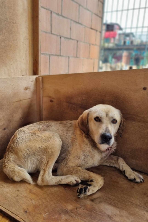 მეტისი მოიყვანა ცხოველთა მონიტორინგის სამსახური