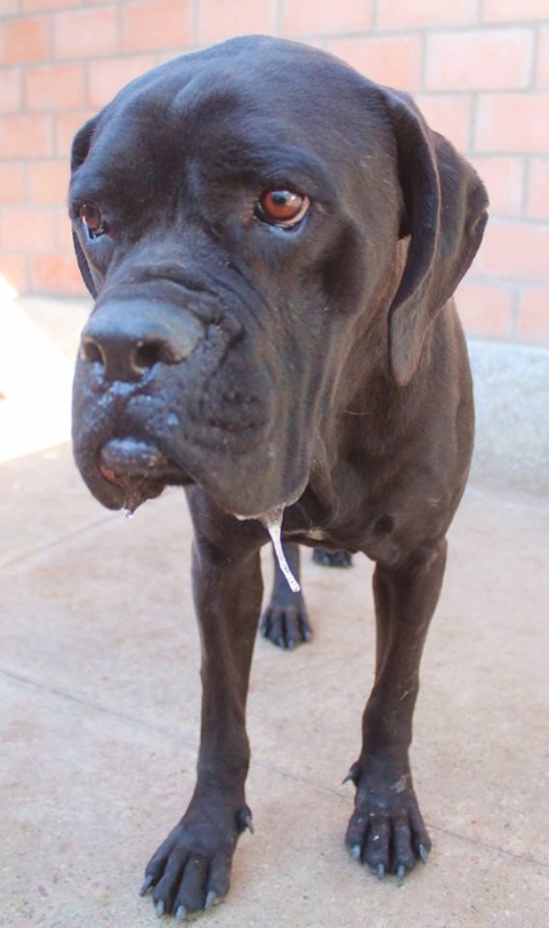 კანე კორსო უსახელო