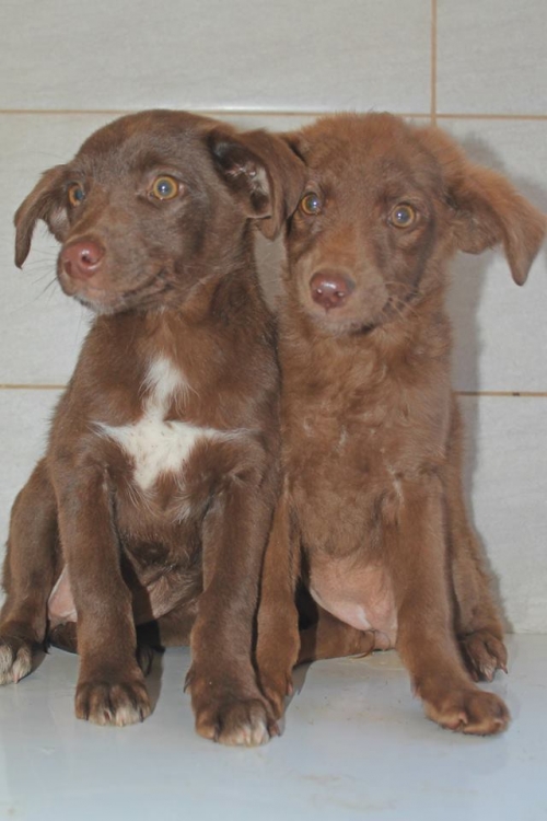 მეტისის ლეკვები უსახელო