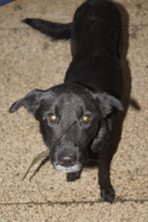 მეტისი უსახელო