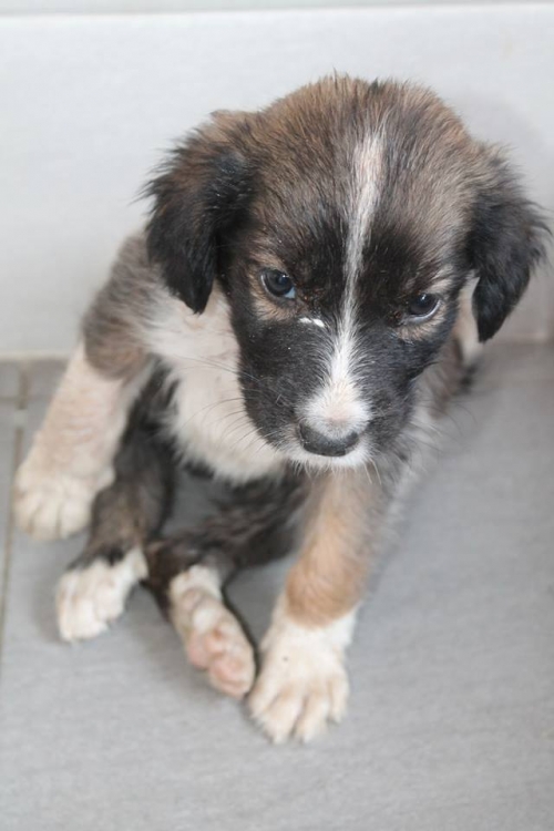 მეტისი უსახელო