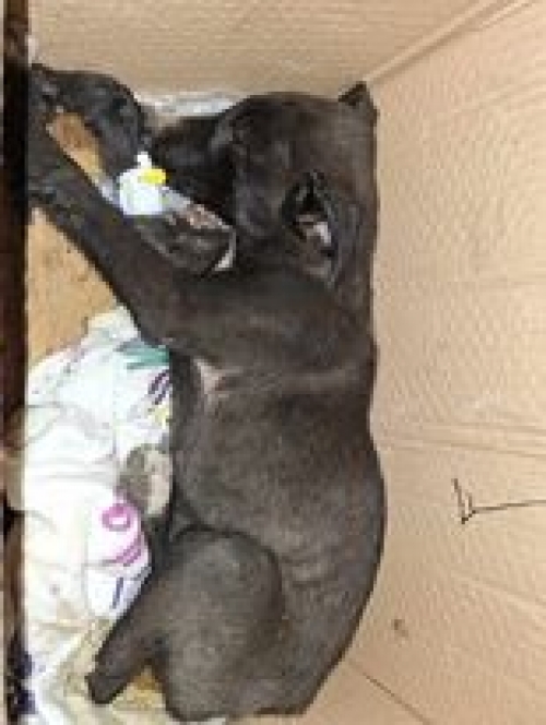 მეტისი იუსტიციის სახლი