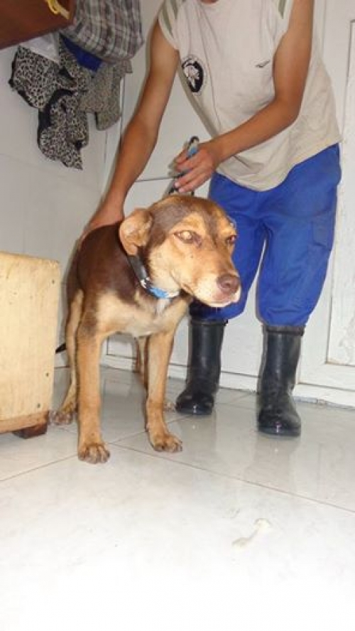 მეტისი უსახელო