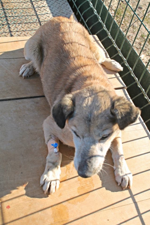 მეტისი უსახელო