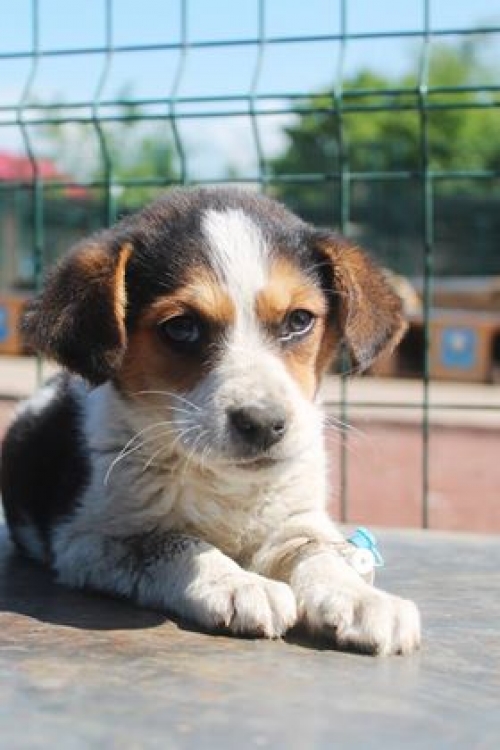 მეტისი უსახელო