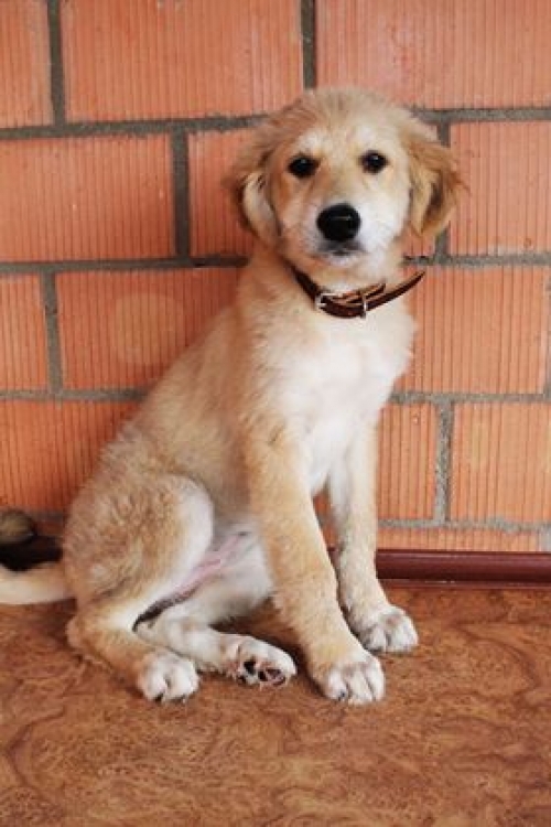 ქართული ქოფაკი ლესი