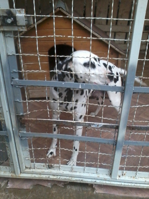 დალმატინი ჯეფი