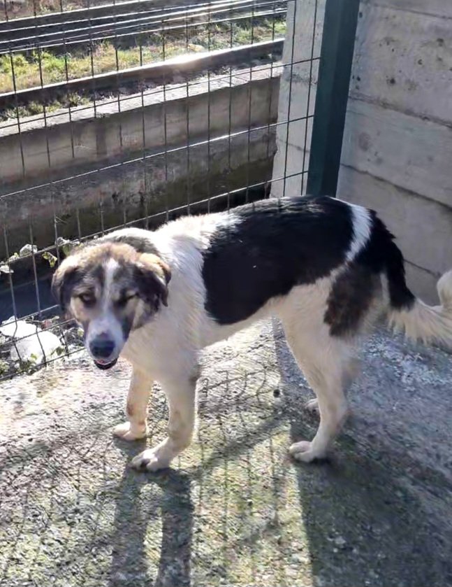 მეტისი. გორის თავშესაფრი