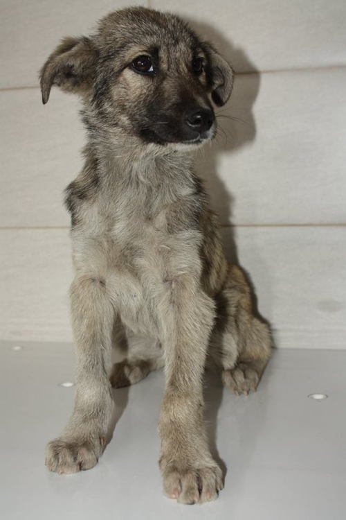 მეტისი უსახელო