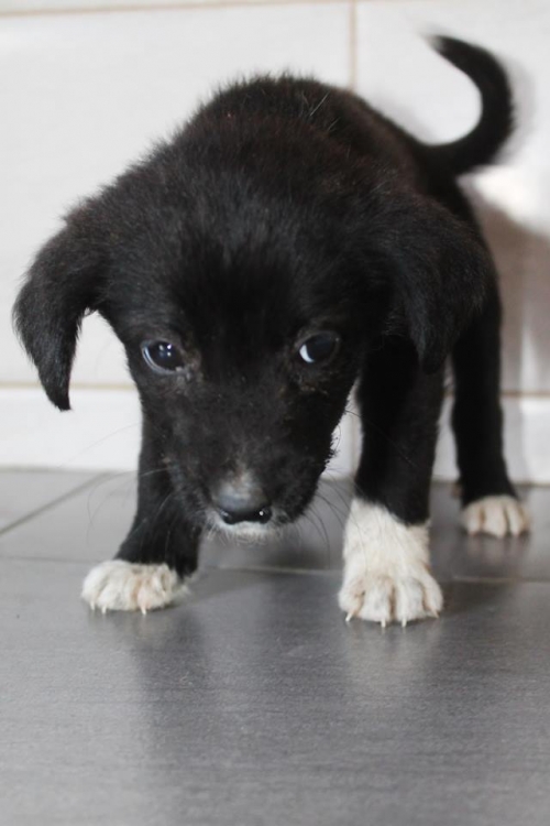 მეტისი უსახელო