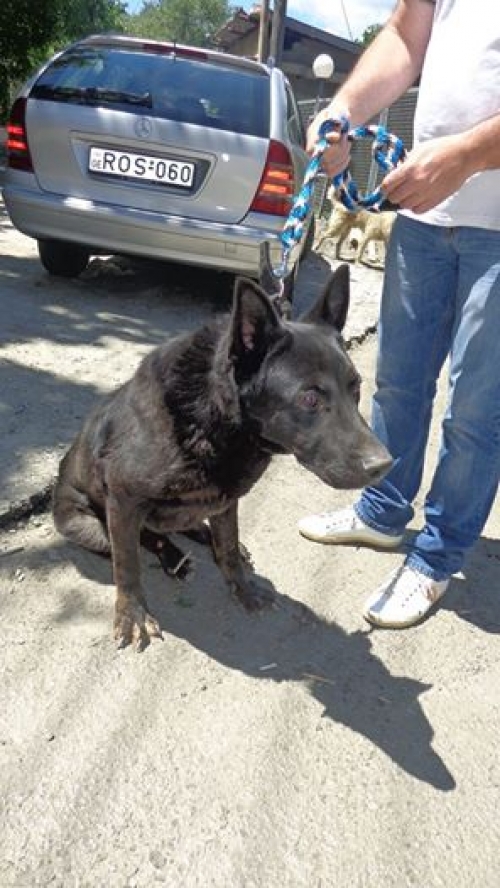 გერმანული ნაგაზი მურა