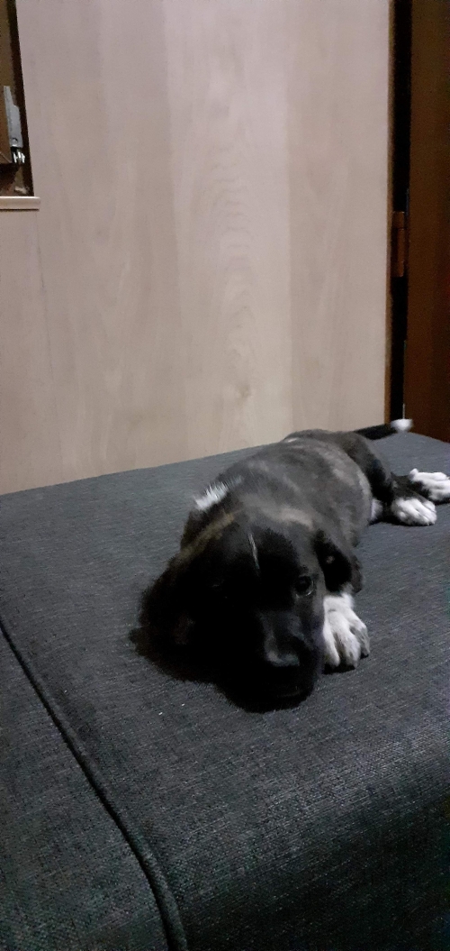 მეტისი უსახელო