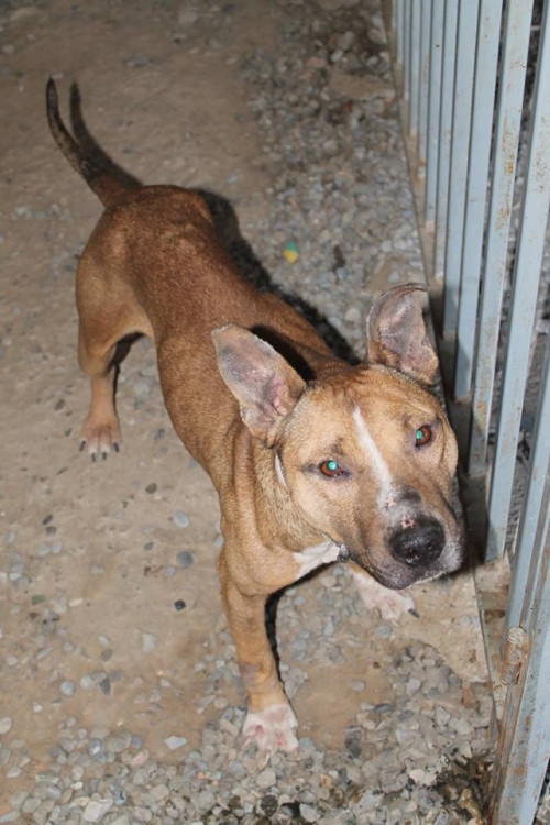 პიტი პიტი