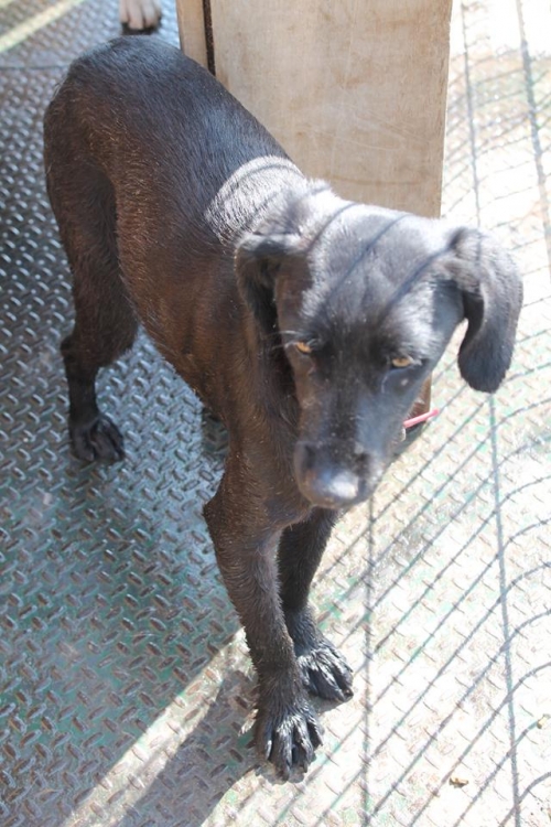 მეტისი უსახელო