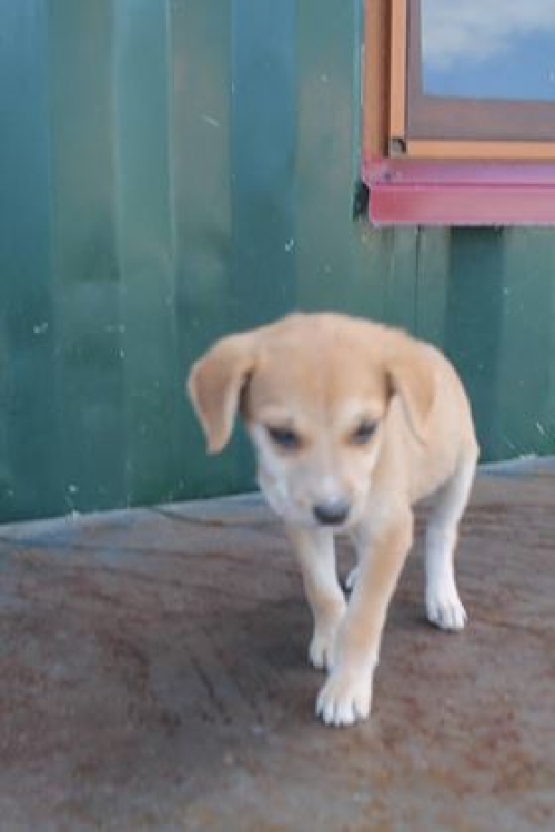 მეტისი უსახელო