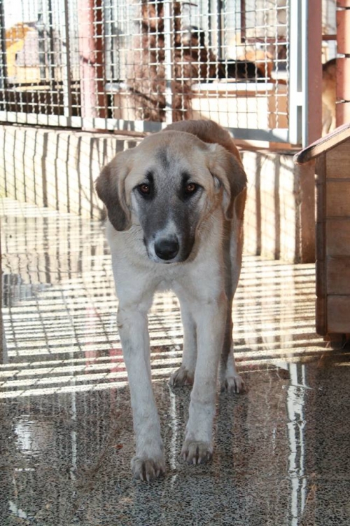 მეტისი უსახელო