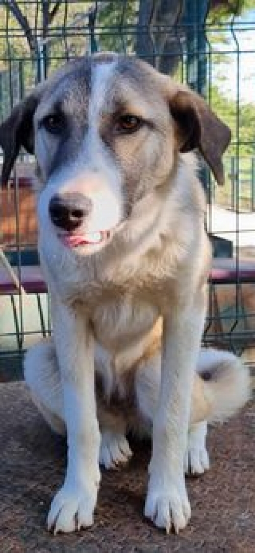 მეტისი ნორიო