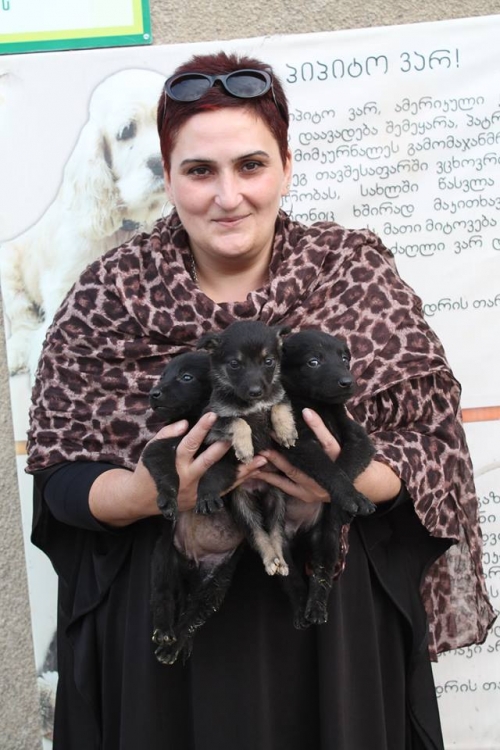 მეტისის ლეკვები უსახელო