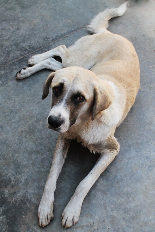 მეტისი უსახელო