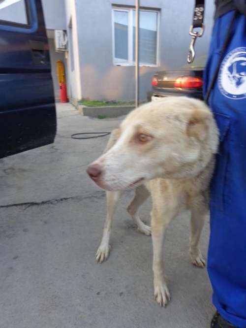 ქართული ქოფაკი უსახელო