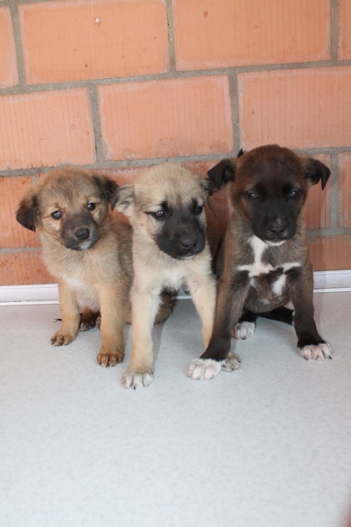 მეტისი უსახელო