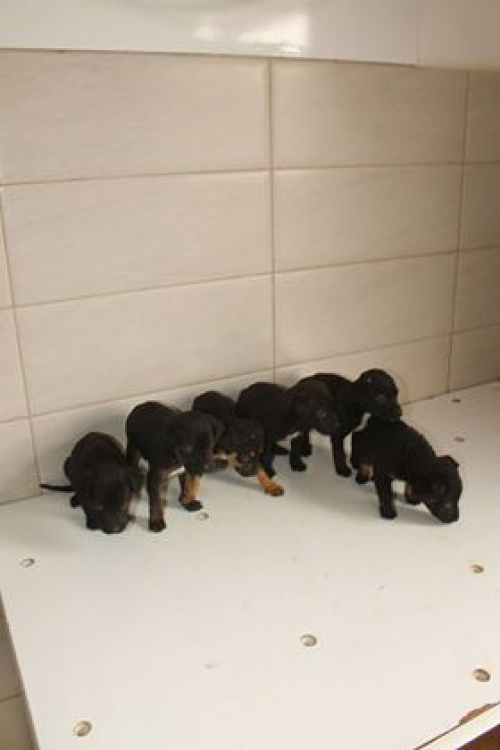 მეტისი უსახელო