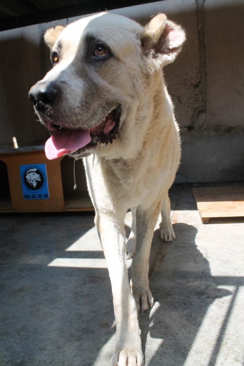 ქართული ნაგაზი დუმა