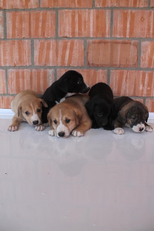 მეტისი უსახელო