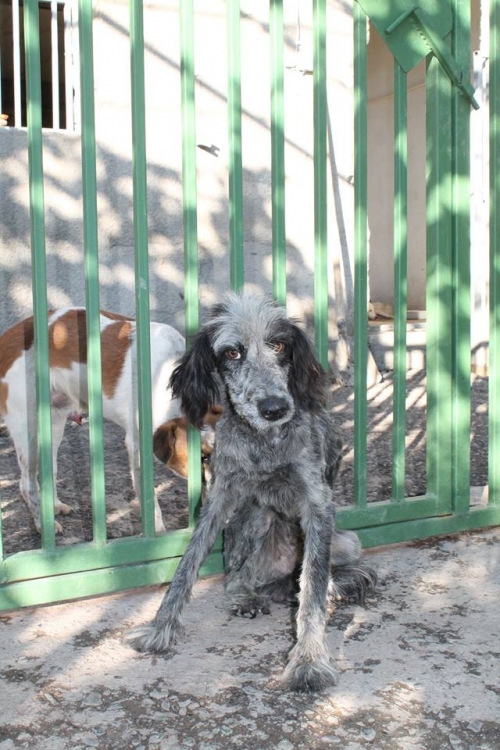 მეტისი უსახელო