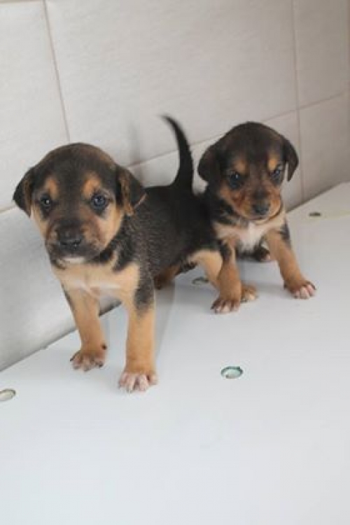 მეტისის ლეკვები უსახელო