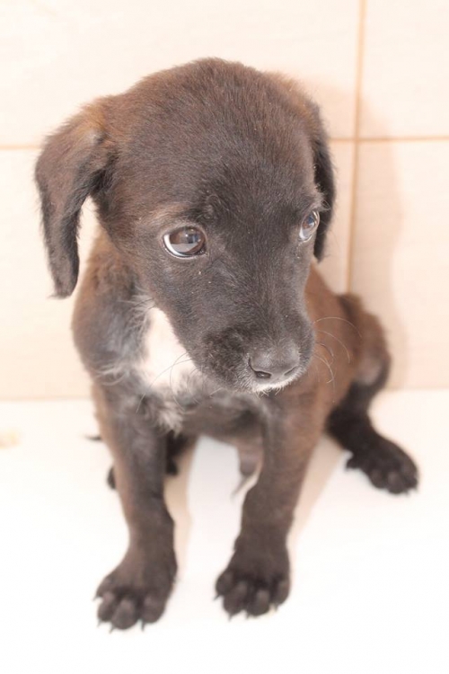 მეტისი უსახელო