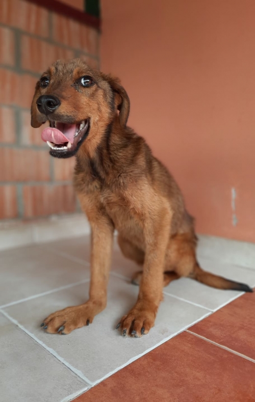 მეტისი ნატახტარი