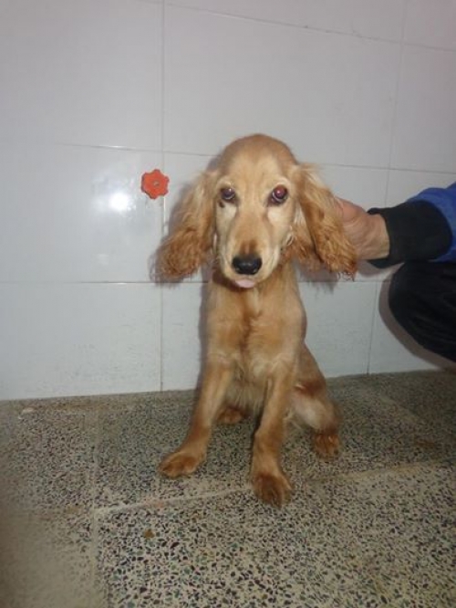 ინგლისური კოკერსპანელი ბაია