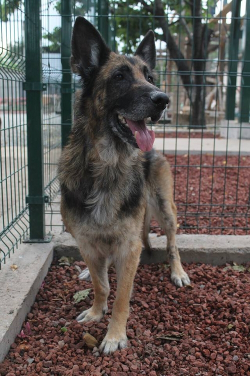 გერმანული ნაგაზი ჯესი