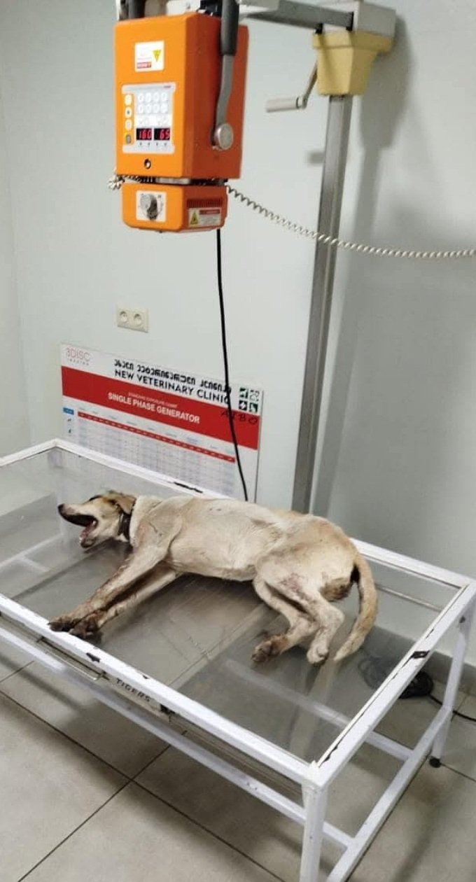 მეტისი. ოზურგეთი