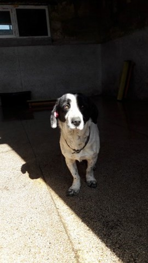 მეტისი უსახელო