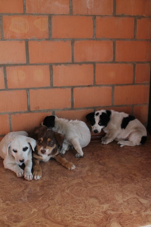 ქართული ქოფაკი უსახელო