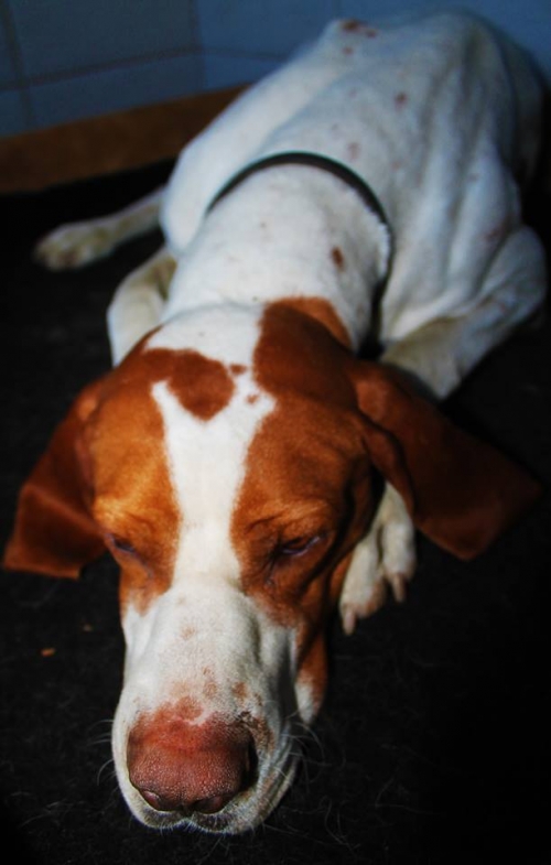 პოინტერი უსახელო