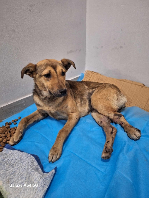 მეტისი მარნეულის შესახვევი