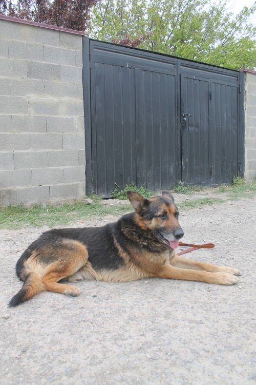 გერმანული ნაგაზი უსახელო