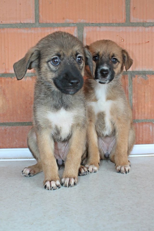 მეტისის ლეკვები უსახელო