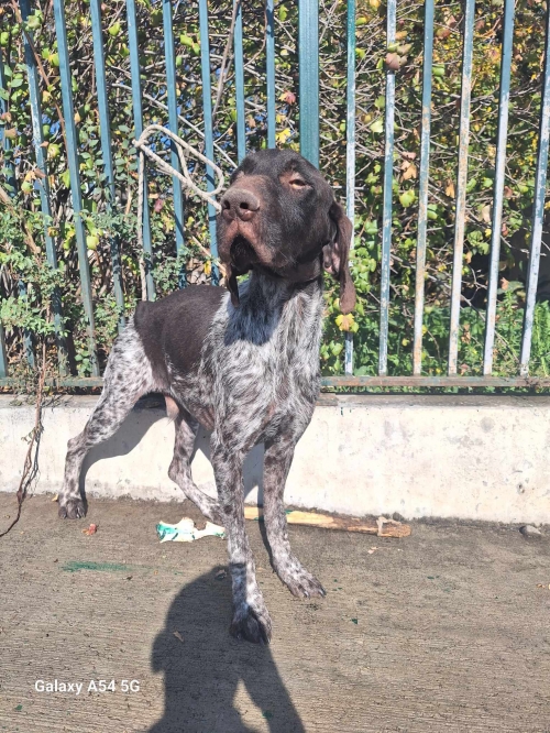 კურცხაარი ნატახტარი