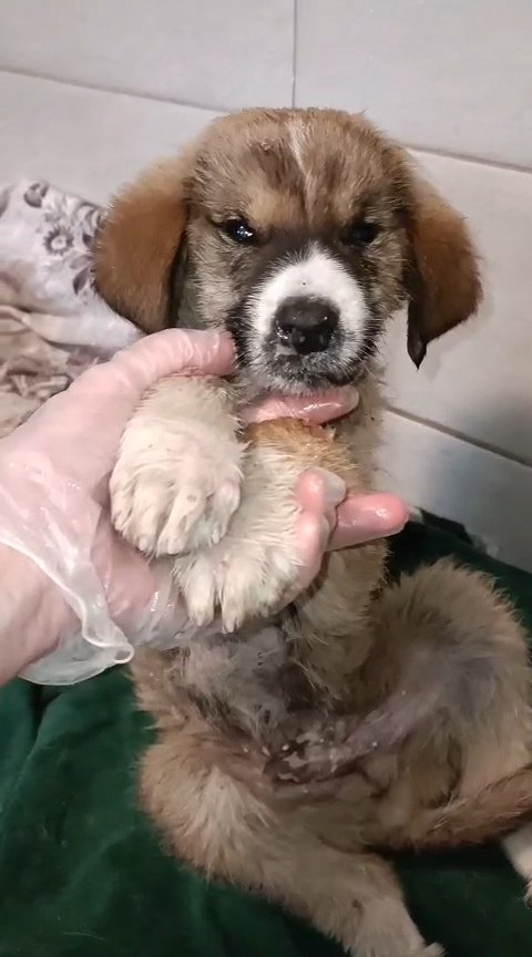 მეტისი. სართიჭალა