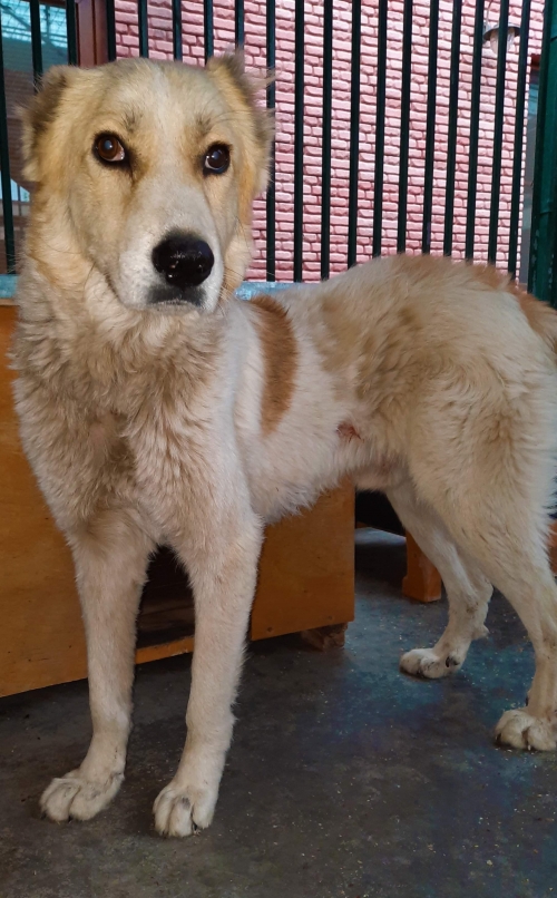 მეტისი დათო