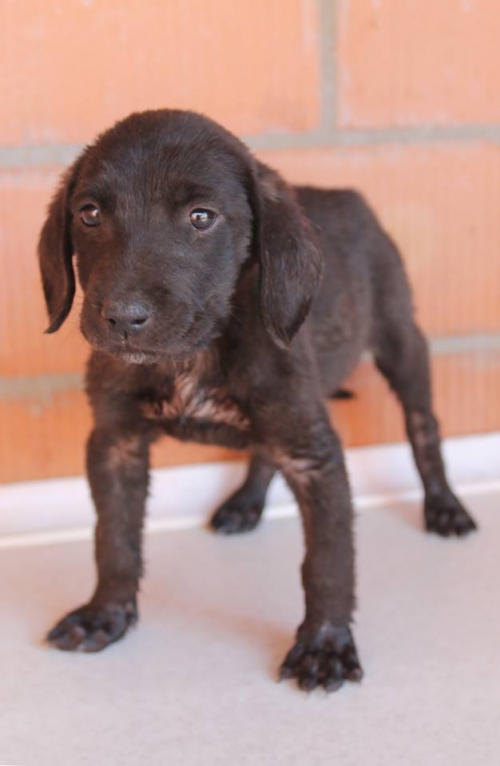 მეტისი უსახელო