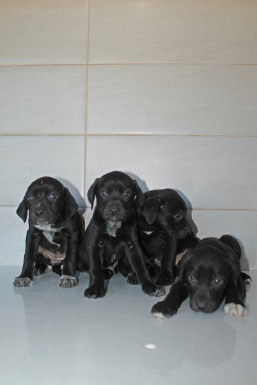 პოინტერის მეტისი უსახელო