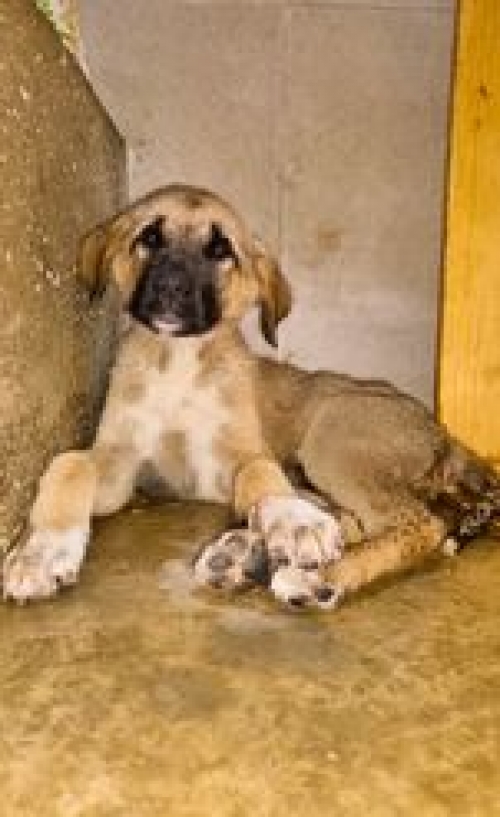 მეტისი საგარეჯო