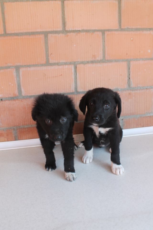 მეტისის ლეკვები უსახელო