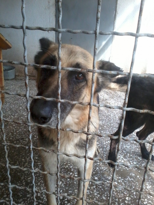 გერმანული ნაგაზი ლესი