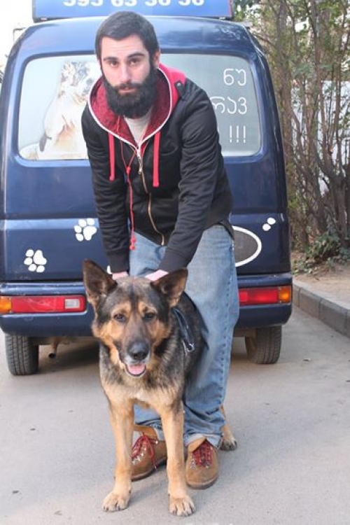 გერმანული ნაგაზი უსახელო